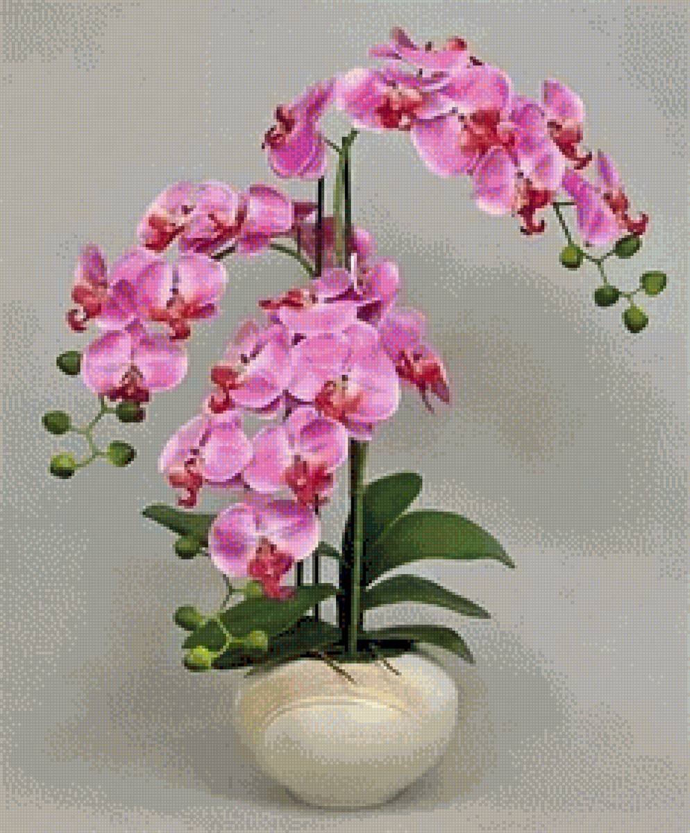 розовая орхидея - предпросмотр