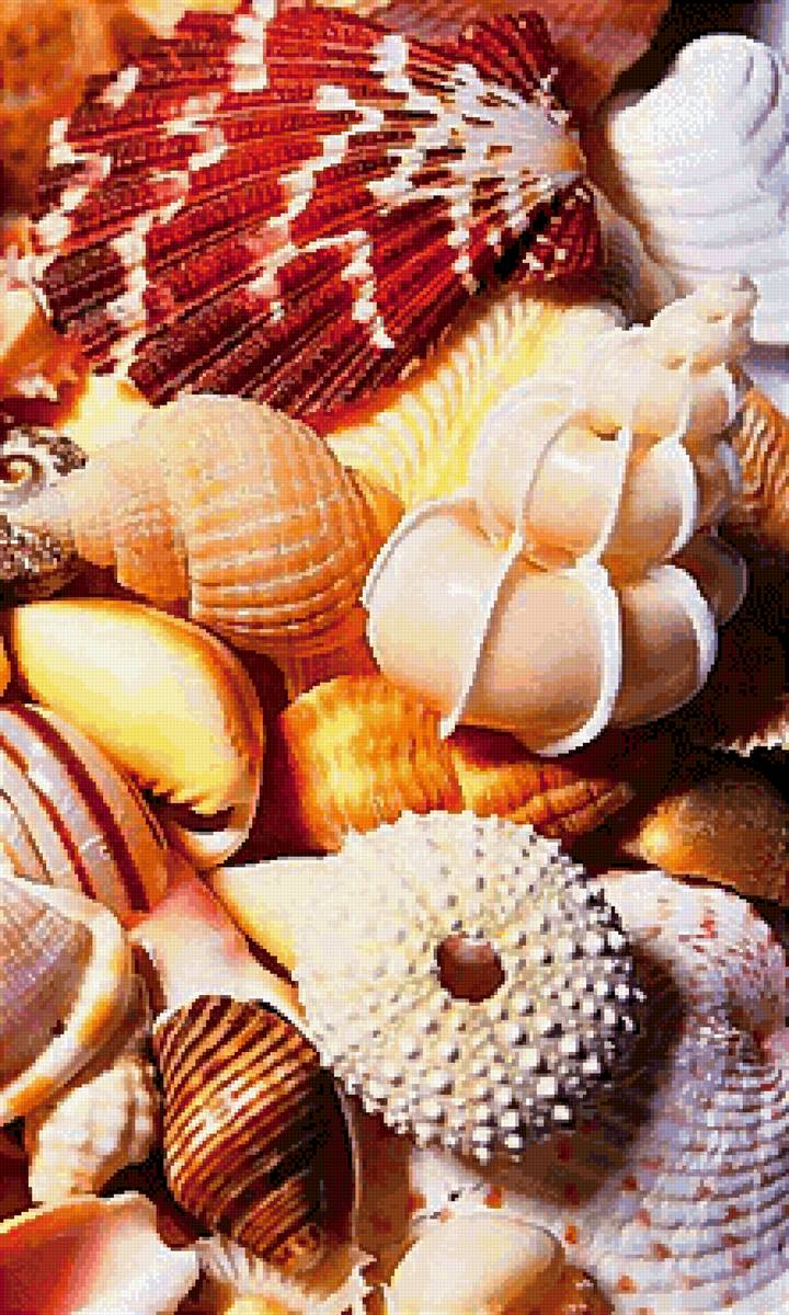 Ракушки 2 - предпросмотр