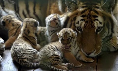 №2671290 - животные - оригинал