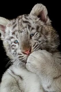 №2671294 - животные - оригинал