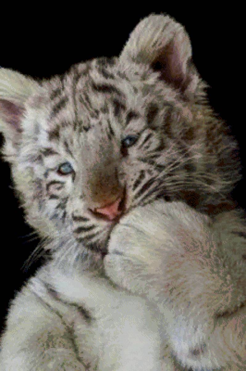 №2671294 - животные - предпросмотр