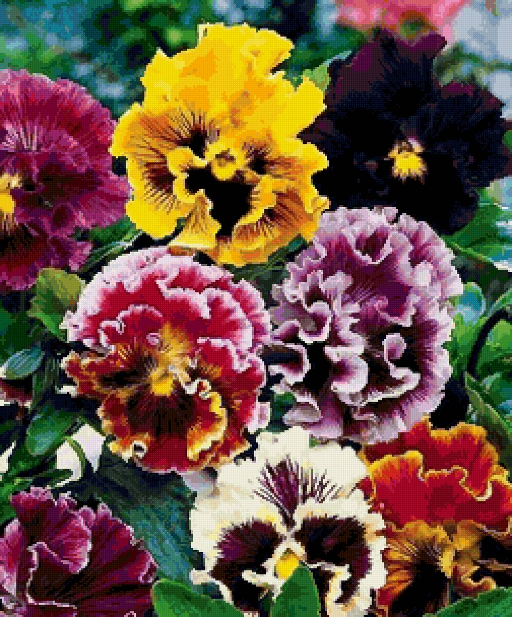 анютки - предпросмотр