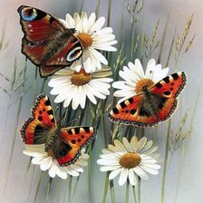 Бабочки трио