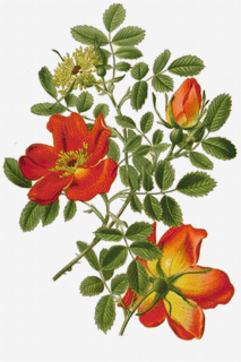 Шиповник - цветы, шиповник - предпросмотр