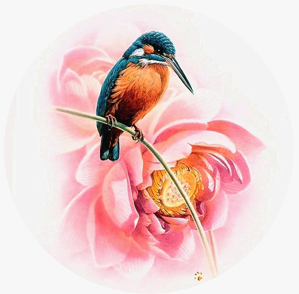 Колибри - оригинал