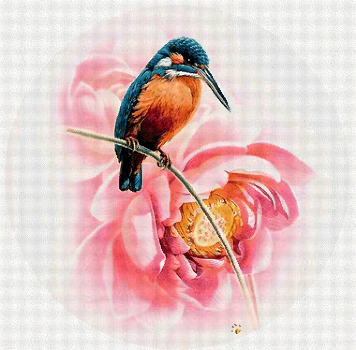 Колибри - предпросмотр