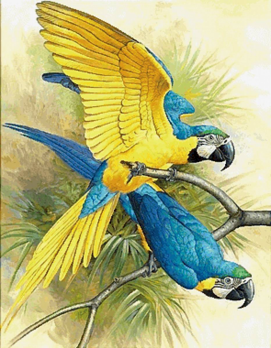 Попугаи - предпросмотр