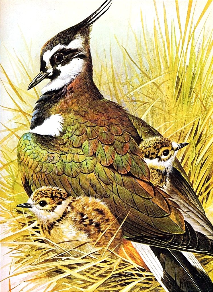 С птенцами - оригинал