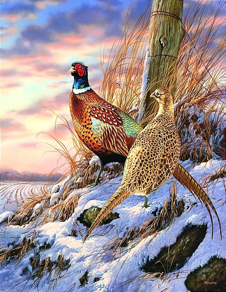 Фазаны - оригинал