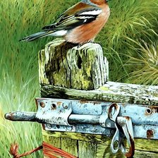 Оригинал схемы вышивки «Птица» (№2672317)