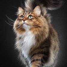 Схема вышивки «Кот»