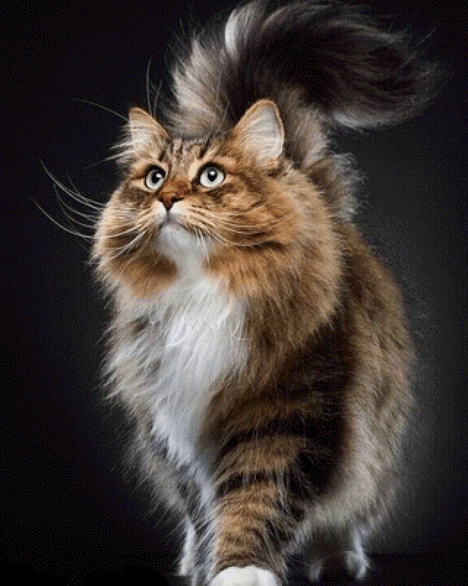 Кот1 - кот - предпросмотр