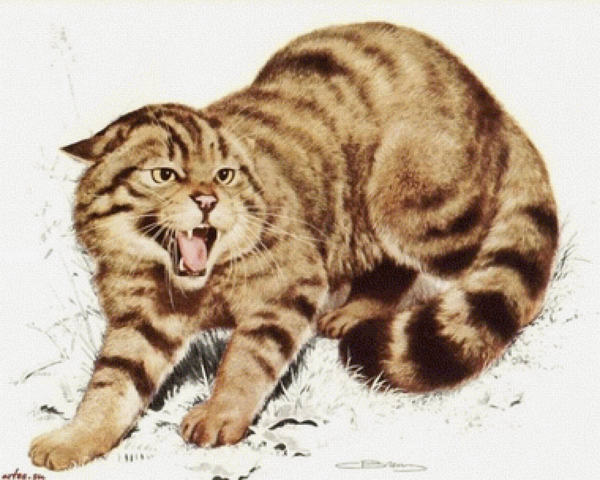 Кот - кот - предпросмотр