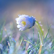 Схема вышивки «Ромашка»