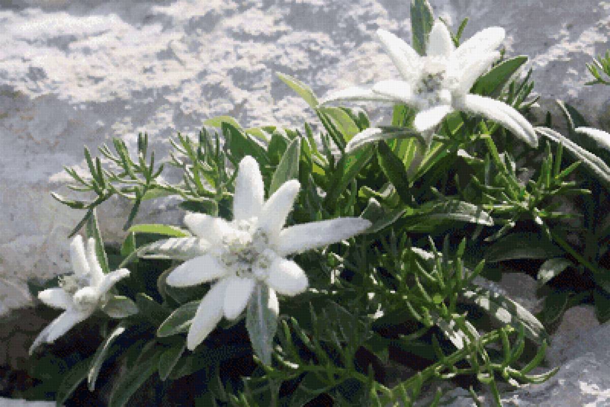 Эдельвейс - предпросмотр