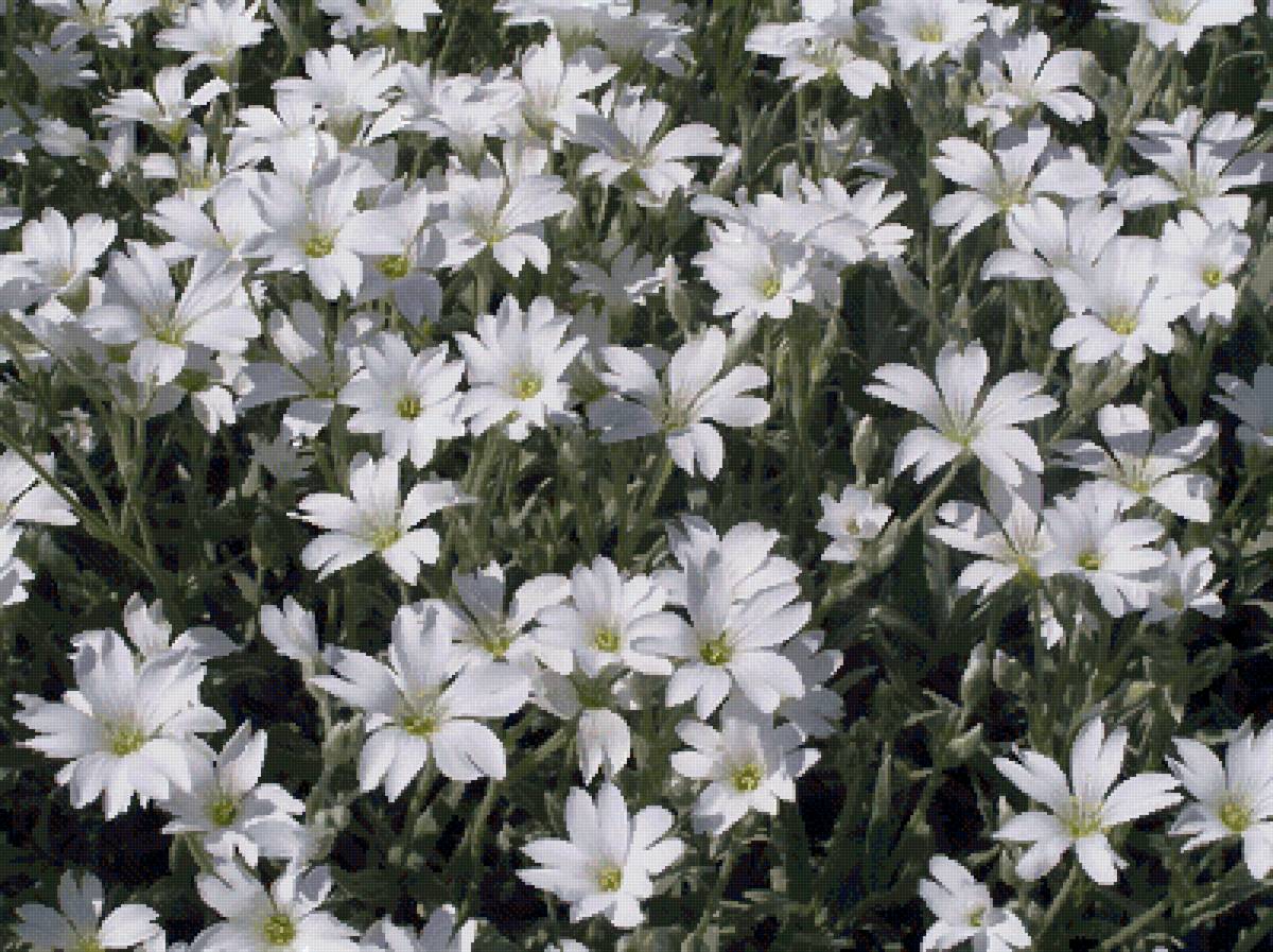 Ясколка - предпросмотр