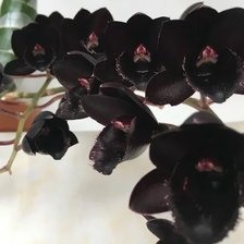 Схема вышивки «черная орхидея»