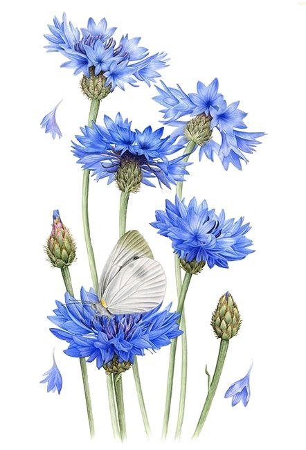 Васильки - цветы, бабочка, васильки - оригинал