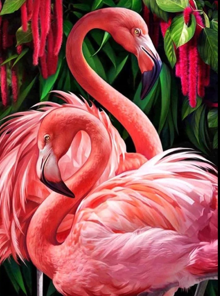 Фламинго - фламинго, природа, птицы - оригинал