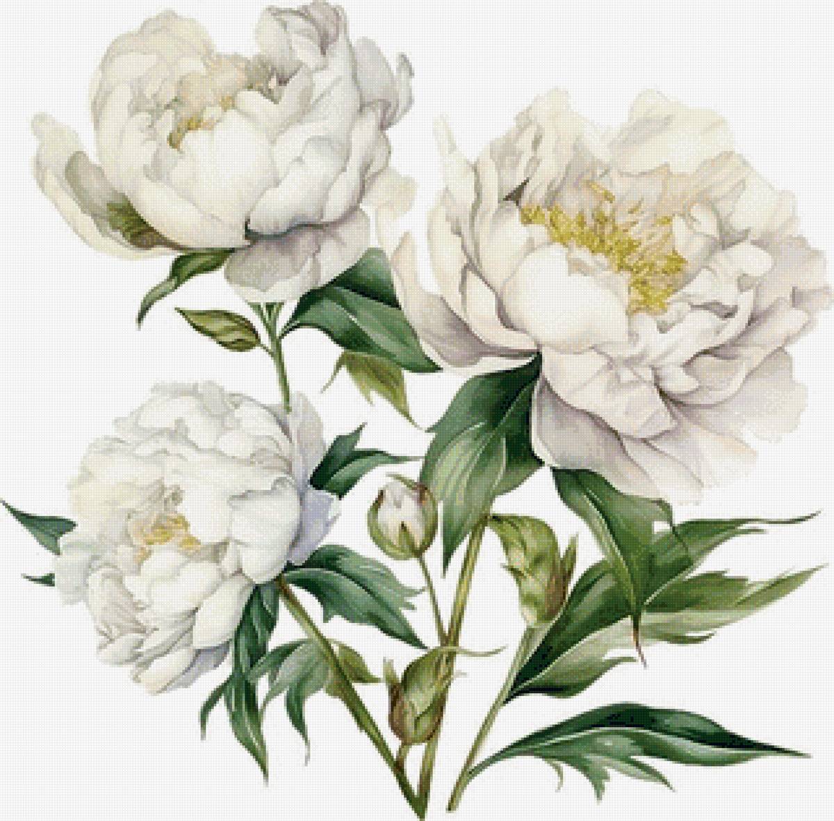 Белые пионы - пионы, цветы - предпросмотр