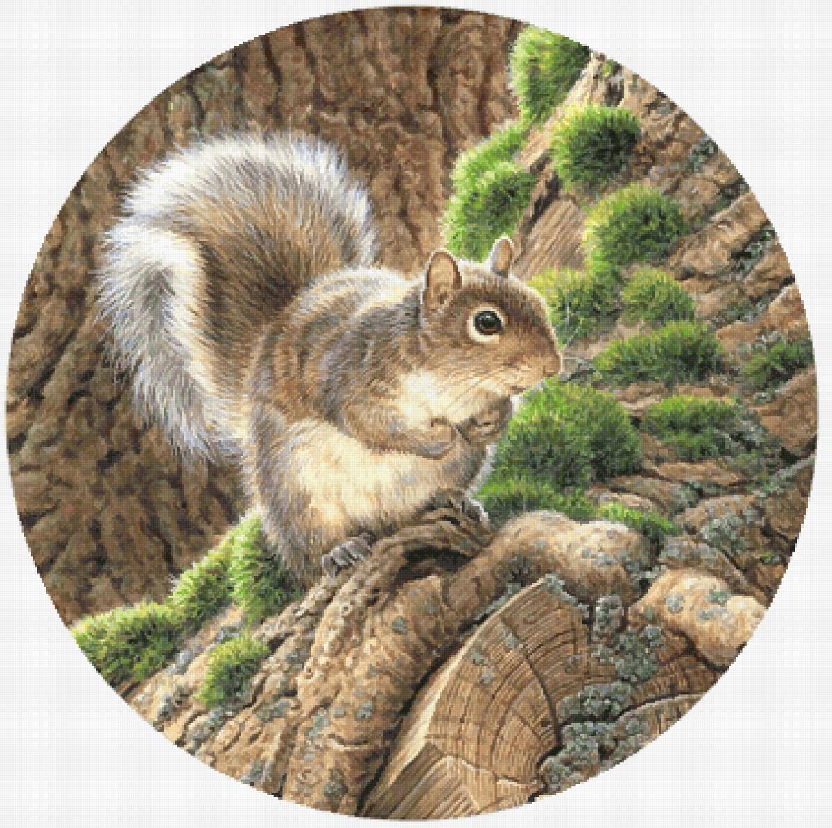 Белочка - предпросмотр