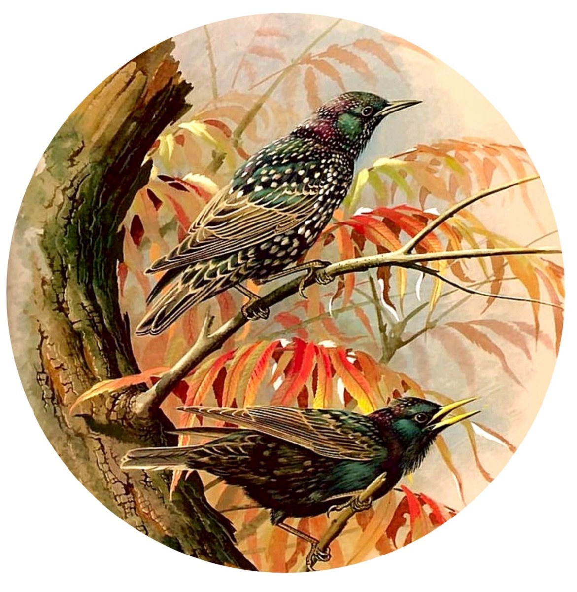 Птицы - оригинал