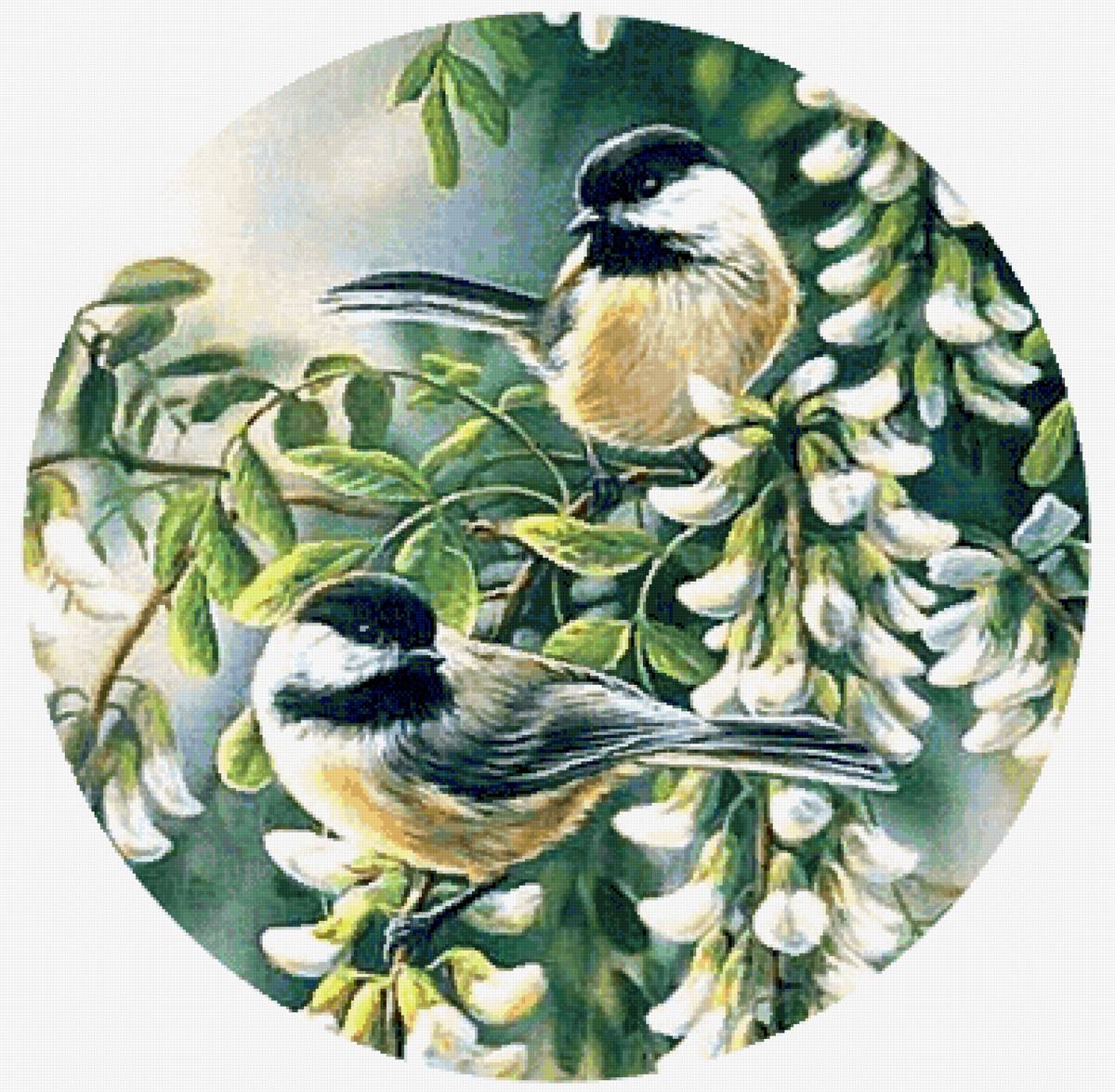 Синицы - предпросмотр