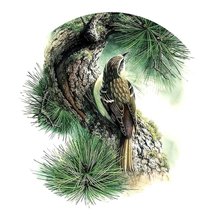 Схема вышивки «Птица»