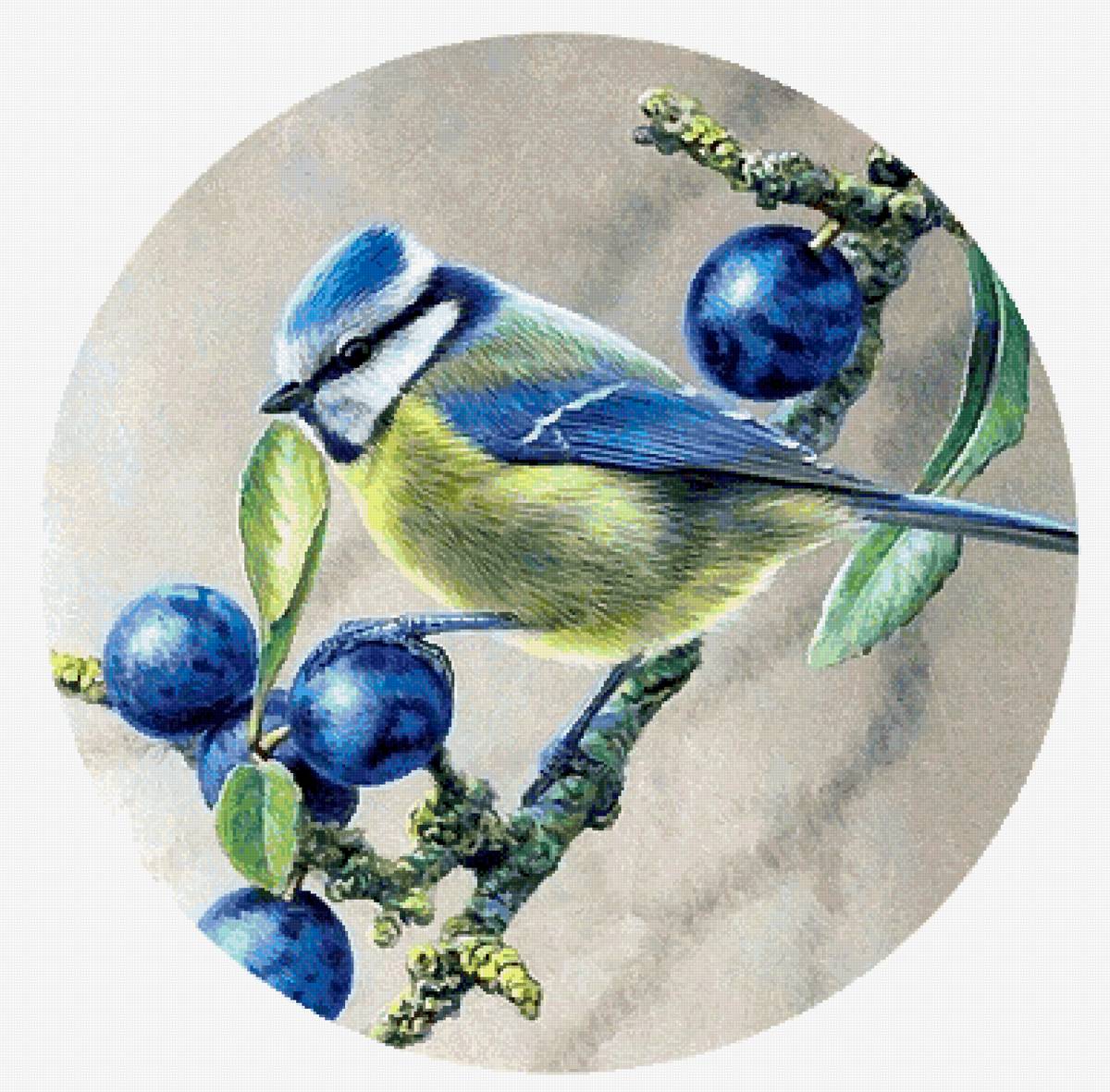 Лазоревка - предпросмотр