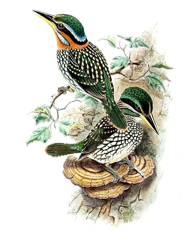 Птицы - оригинал