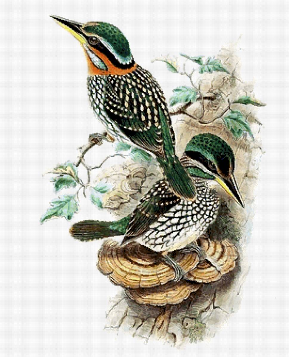 Птицы - предпросмотр