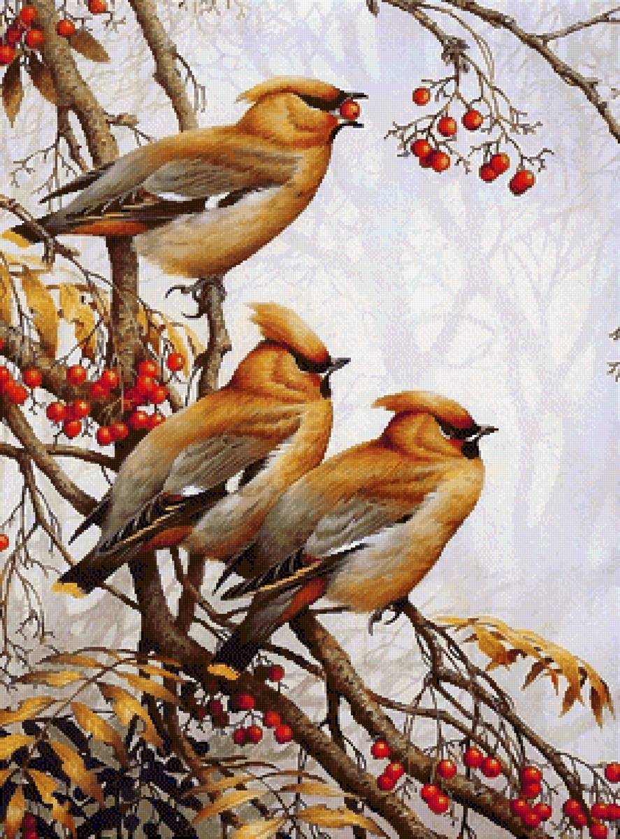 Кардиналы - предпросмотр