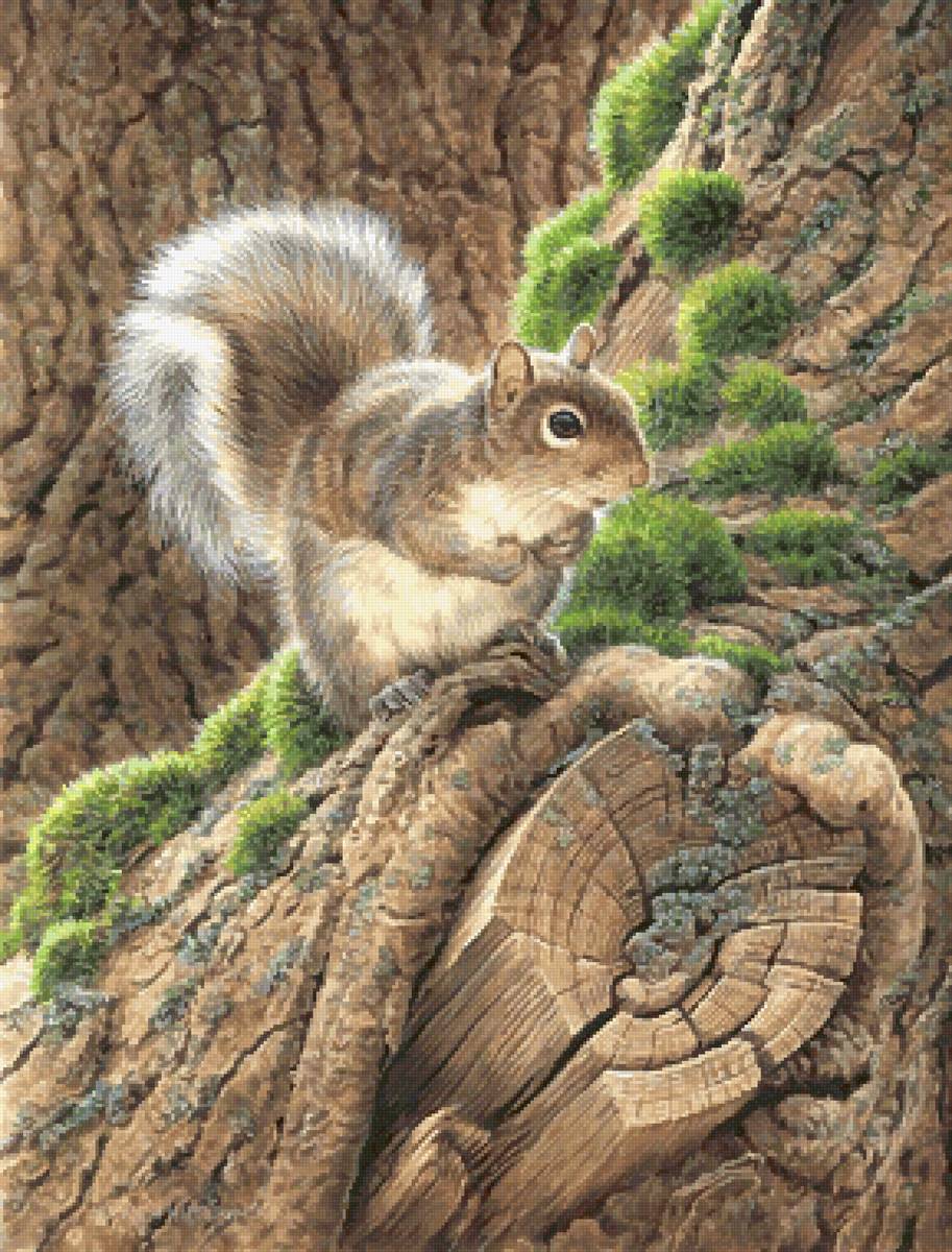 Белочка - предпросмотр