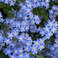 Схема вышивки «მერი»