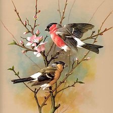 Схема вышивки «птицы»