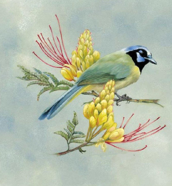 Лазоревка - оригинал