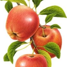 Яблоки 1