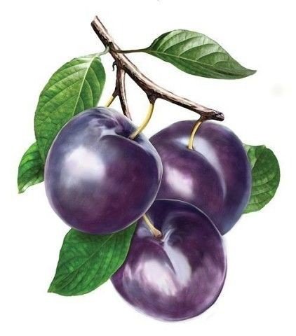 Сливы - сливы - оригинал