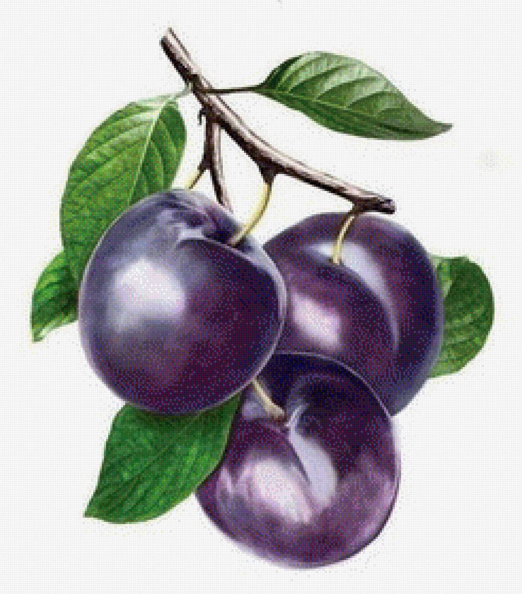 Сливы - сливы - предпросмотр