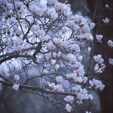 Схема вышивки «Flores»