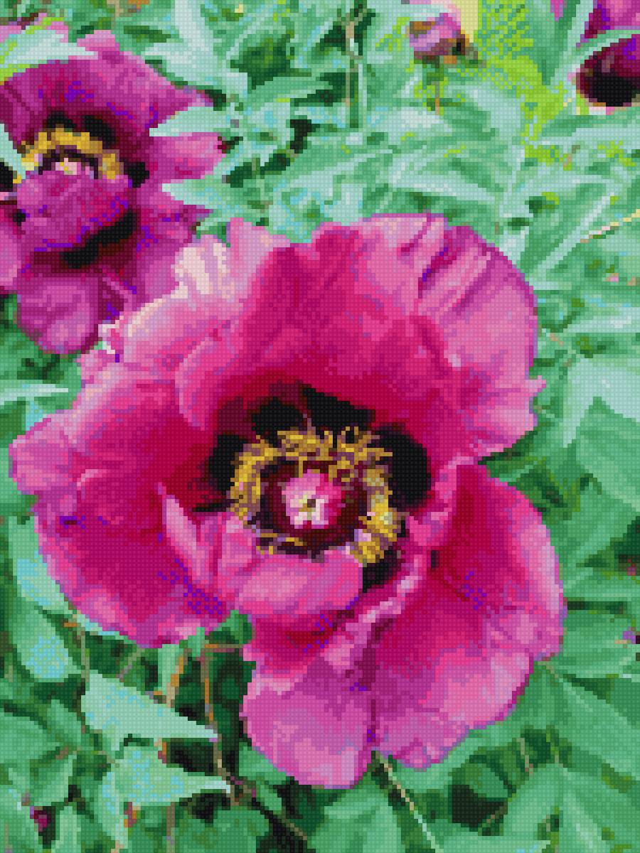 Пион - цветы - предпросмотр