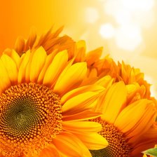 Схема вышивки «подушка подсолнух»