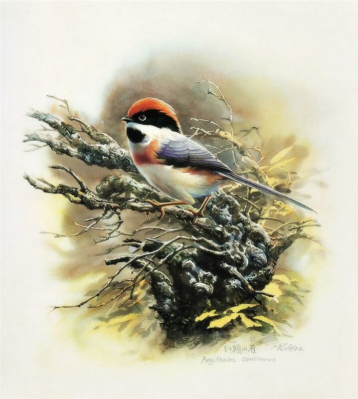 птица - оригинал