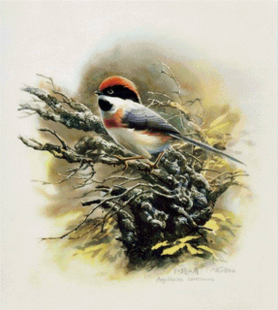 птица - предпросмотр