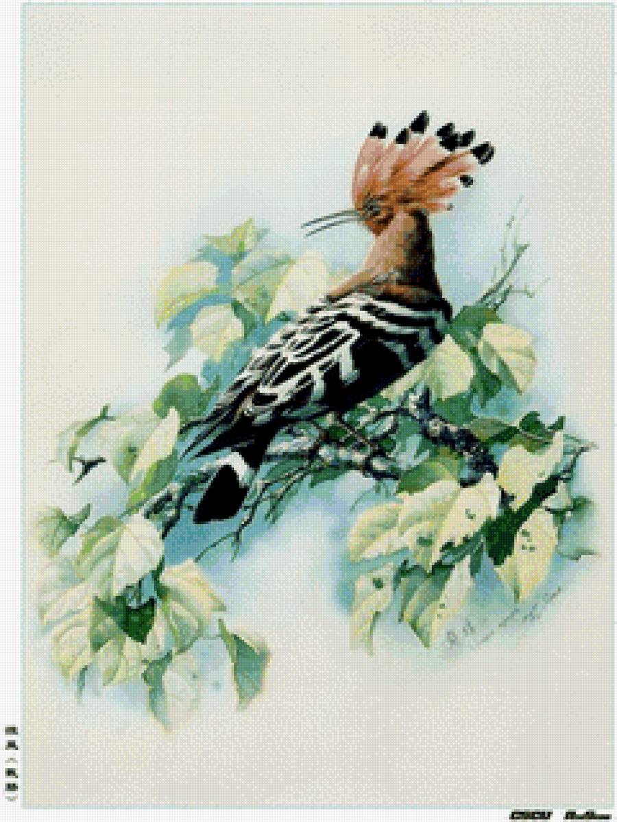 удод - птицы - предпросмотр