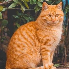 Схема вышивки «№2676424»