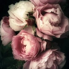 Схема вышивки «Пионы»