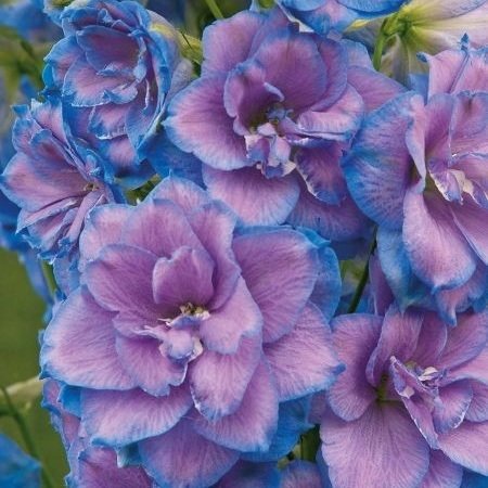 подушка гортензии 1 - оригинал