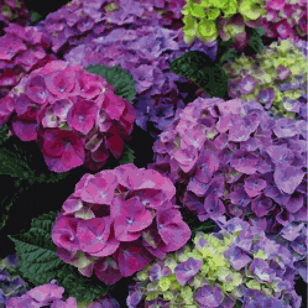 гортензии - предпросмотр