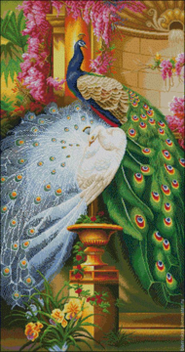 Павлины - павлины - предпросмотр